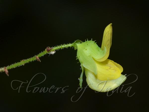 South Indian Caterpillar Bush
